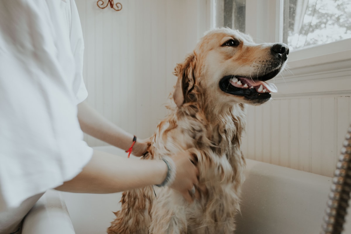 Página web para veterinarias en Costa Rica